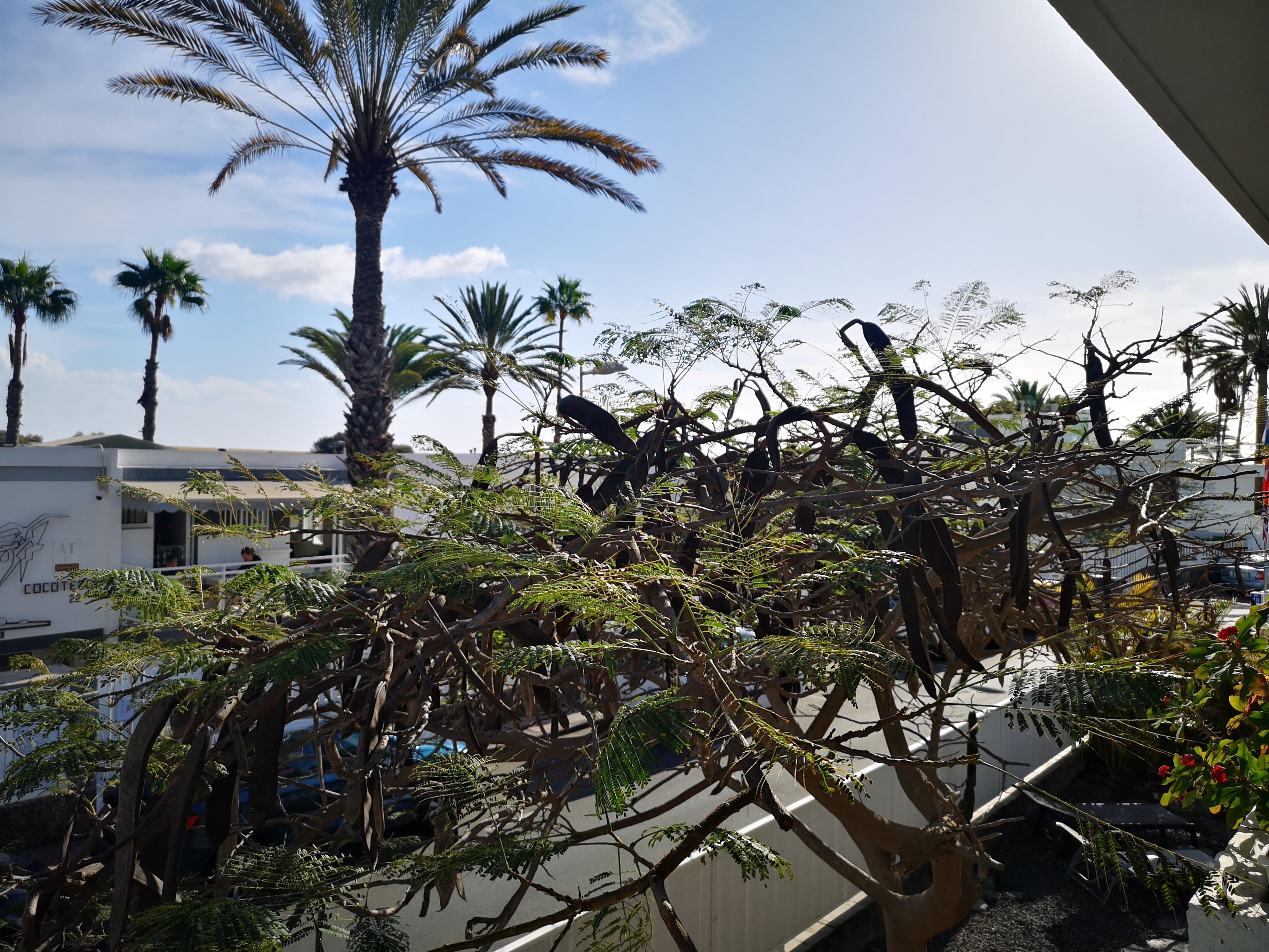Apartamentos Tamara Maspalomas  Extérieur photo